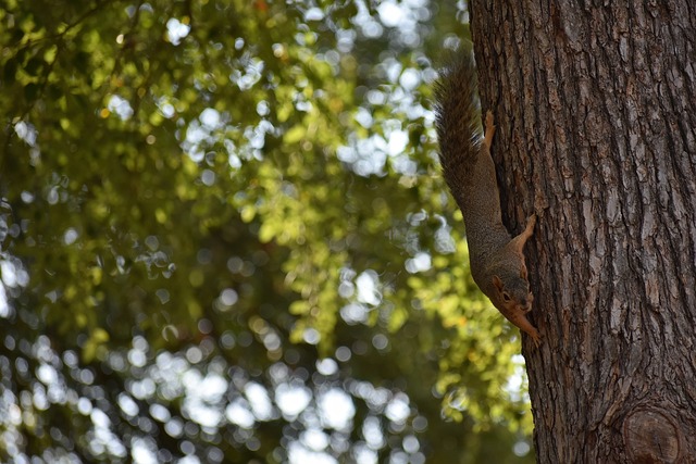 的优劣直接 的优劣直接